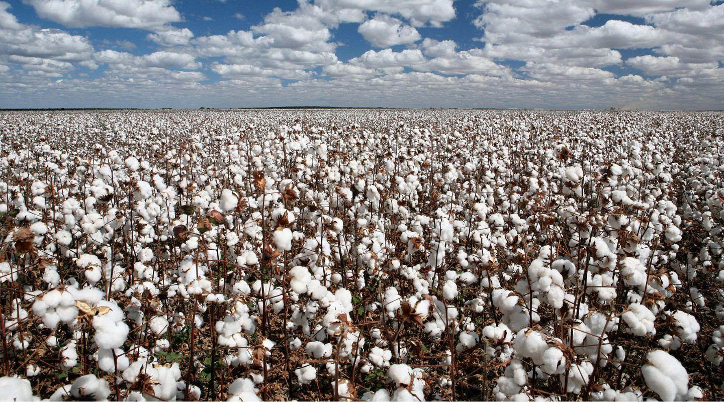 Vast cotton field under blue sky, sustainable material for kids' active wear