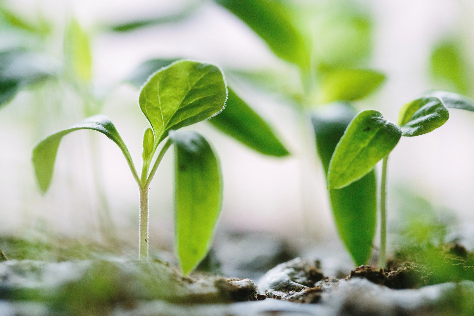 Close-up of two young plants sprouting